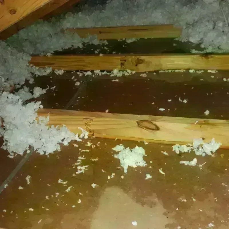 Attic Water Damage in Papillion, NE